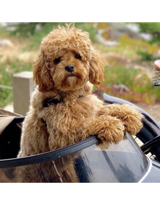 Scandinavian side-car pour chien - Rouge