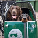 Scandinavian side-car pour chien - Blanc