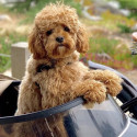 Scandinavian Side Bike for dog sidecar - White