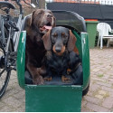 Scandinavian side-car pour chien - Noir