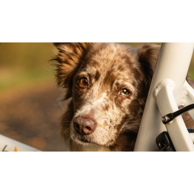 Vélo cargo pour chien Chike E-dog
