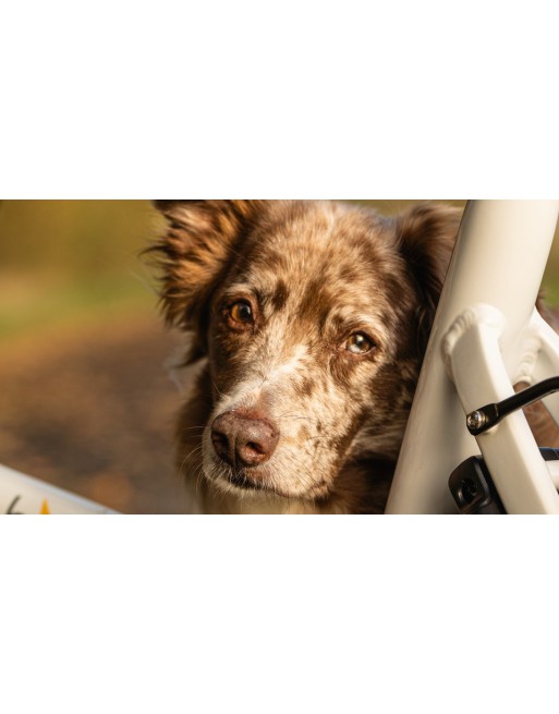 Chike E-Dog Hunde-Lastenfahrrad