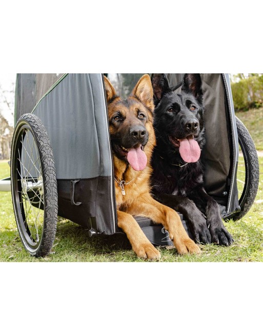 Croozer dog XXL Bruuno remorque vélo pour chiens